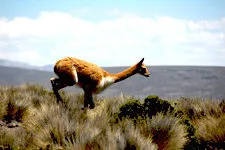 Runnin vicuna at Mt Chachani outside Arequipa, Peru.