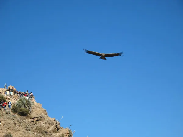 2 Day Colca Canyon