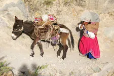 Local woman with mule in Colca Canyon in Arequipa, Peru.