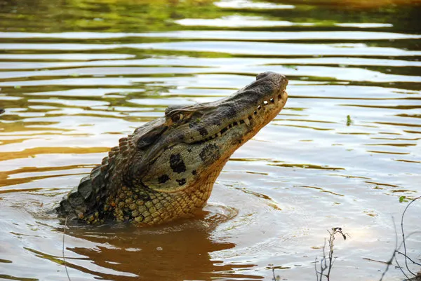 Crocodile in the river along the Bolivia marshlands near Rur