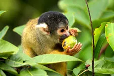 Monkey eating fruit in the marshlands of Bolivia near Rurren