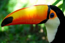 Tropical toucan in the Bolivia Amazon Jungle near Rurrenabaq