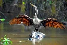 Bird in the Amazon jungle in Bolivia, near Rurrenabaque