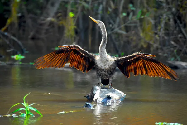 Bolivia Jungle Tour
