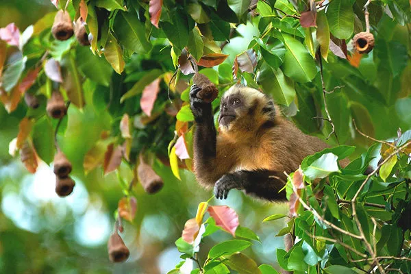 Eslabon Chalalan Jungle