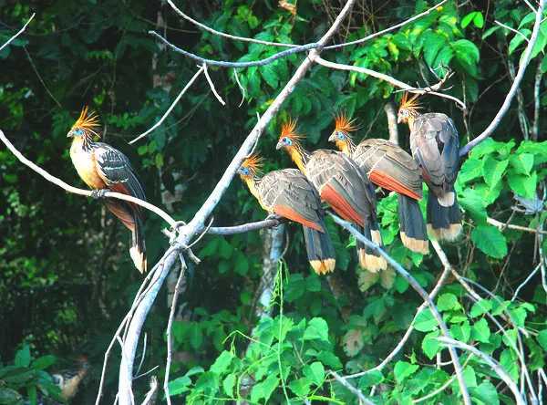 Eslabon Chalalan Jungle