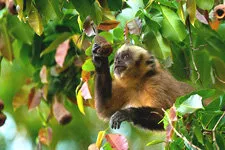 Monkey in the trees at Chalalan Eslabon in the Bolivia Amazo