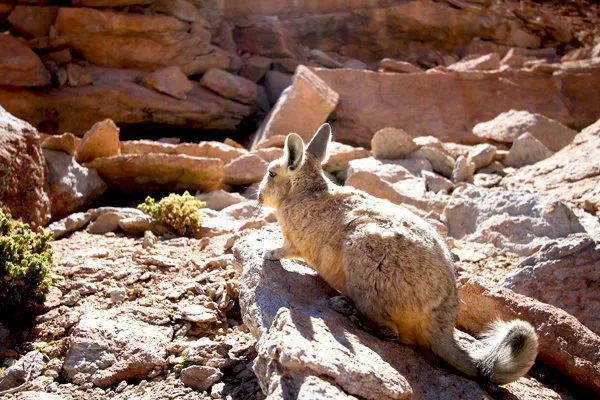 Uyuni Salar Salt Flats 1 Day