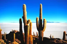 Giant Cacti of Fish Island in Uyuni Salar Salt Flats near Po
