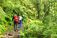 Walking along the foliage on the Inca Choro trail near La Pa