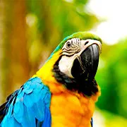 Cover Photo. Colorful Macaw in Iquitos of the Peruvian Amazo