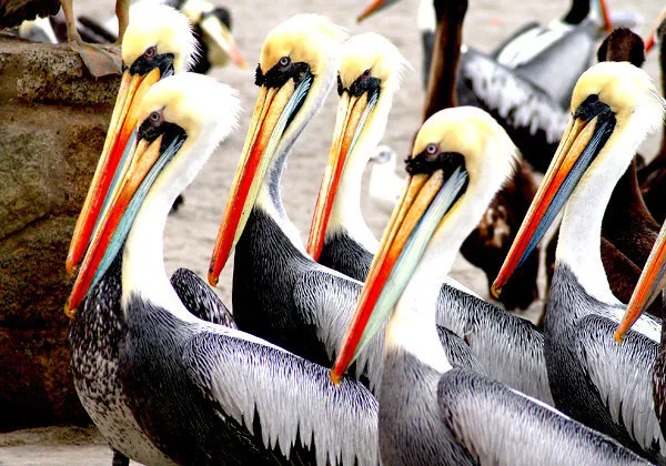 Ballestas Islands
