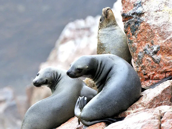Ballestas Islands