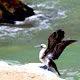 Pelican on the beach of Paracas Reserve in Ica, Peru near Li