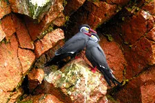 Birds on the rocks in Paracas Reserve in Ica, Peru, near Lim