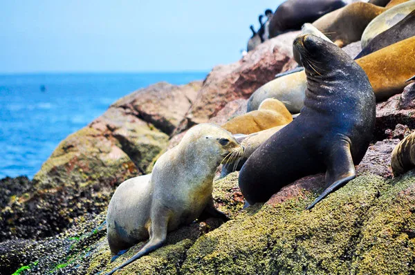 Paracas Reserve and Ballestas Islands