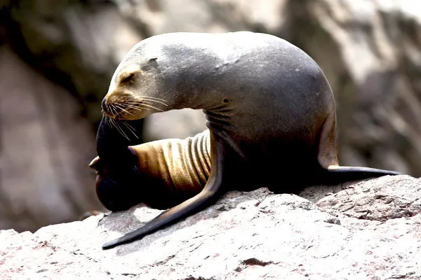 Paracas Reserve and Ballestas Islands