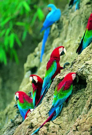 jungla Perú