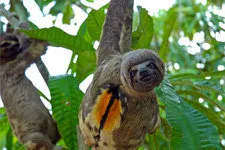 Oso perezoso en la selva amazónica