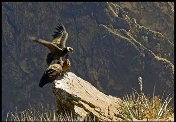 Inca World Travel