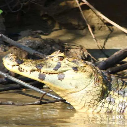 Cover Photo. Cayman alligator in Bolivia wetlands near Rurre