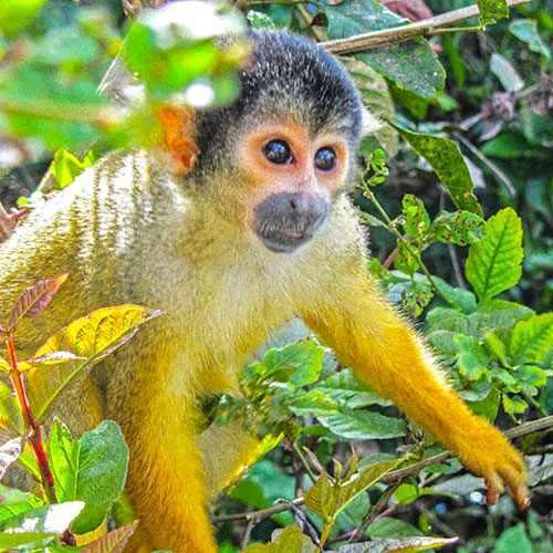 Monkey in the trees of the Bolivia jungle in Madidi near Rur