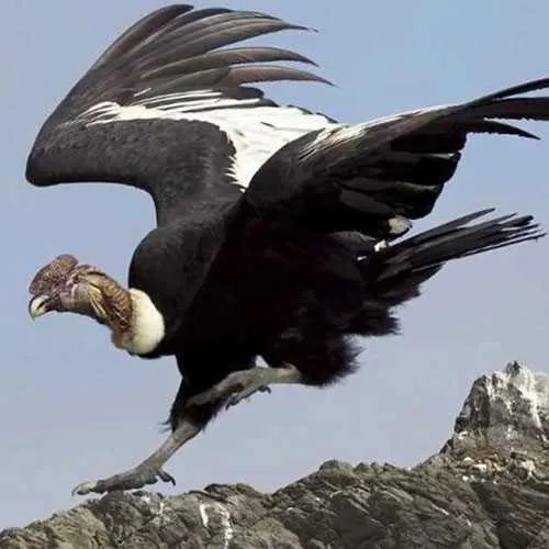 Inca World PerÃƒÂº