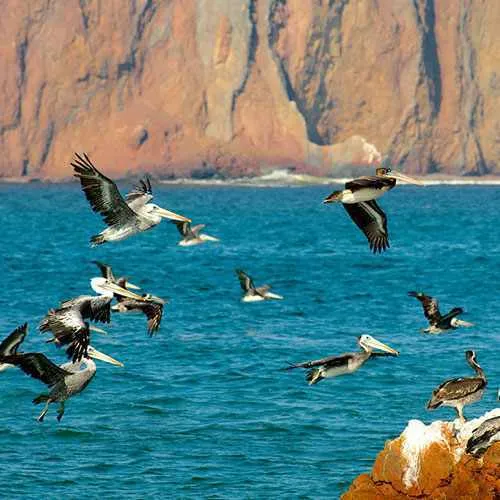 Pelícano de la reserva nacional de Paracas