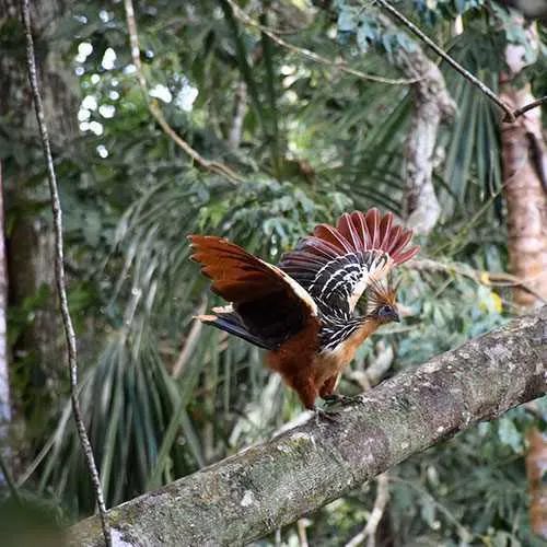 Aves en la reserva de Madidi, Bolivia