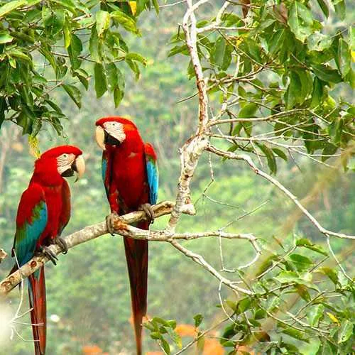 Guacamayos en Pampas, Bolivia